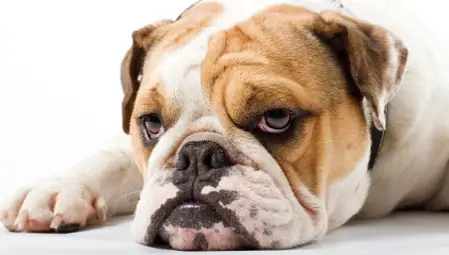Eine braun-weiße Bulldogge liegt auf dem Boden eines Massivhauses und schaut sehr entspannt aus.